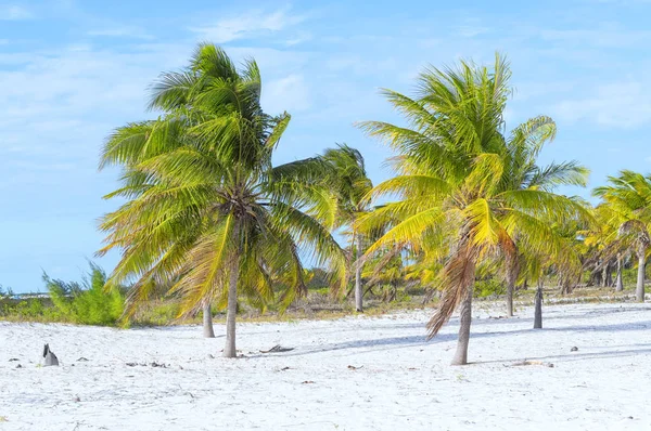 Coconut palm står ljust ut mot bakgrund av en clo — Stockfoto