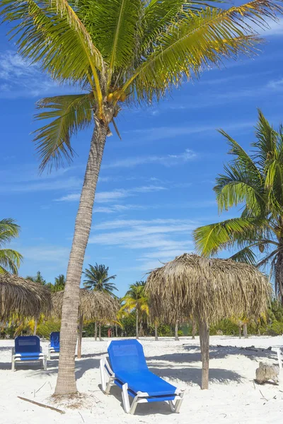 Tumbonas azules para tomar el sol bajo una palmera con cocos — Foto de Stock