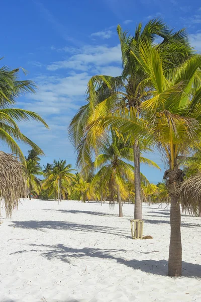 Paraíso terrenal, palmeras, sol y arena cerca del mar —  Fotos de Stock