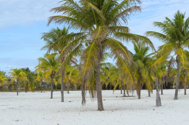 Hindistan cevizi hurma parlak bir clo arka plan karşı çıkmaktadır
