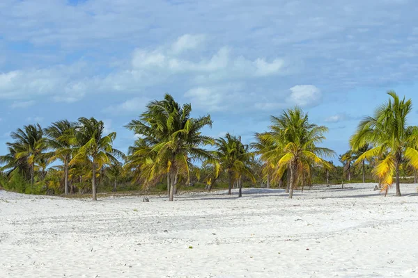 Coconut palm står ljust ut mot bakgrund av en clo — Stockfoto
