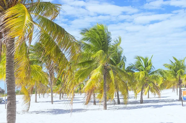 Liggande på en exotisk strand med palmer — Stockfoto