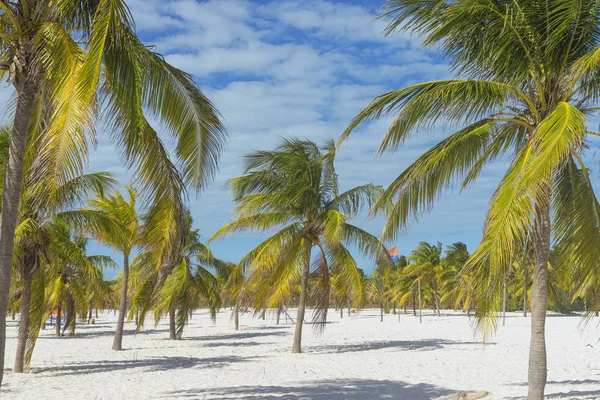 Paisaje en una playa exótica con palmeras —  Fotos de Stock