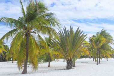 Palmiye ağaçları ile egzotik bir plajda manzara