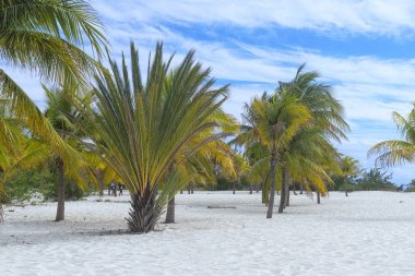 Dünya, güneş ve kum deniz kenarında palmiye ağaçları ile göksel yer