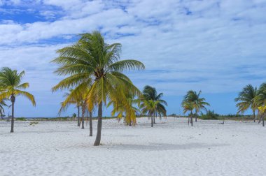 Hindistan cevizi hurma parlak bir clo arka plan karşı çıkmaktadır