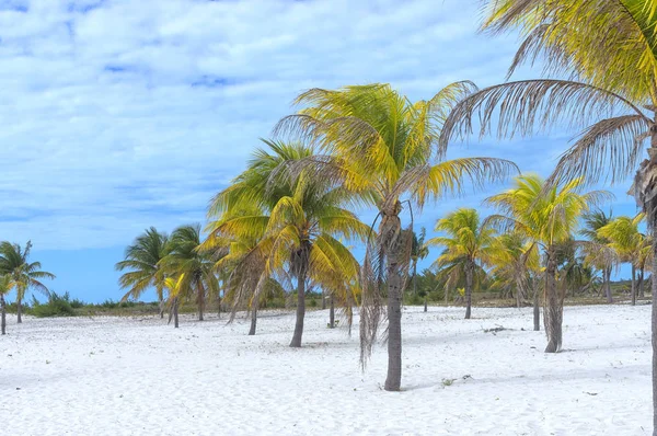 Jordiskt paradis, palm träd solen och sanden nära havet — Stockfoto