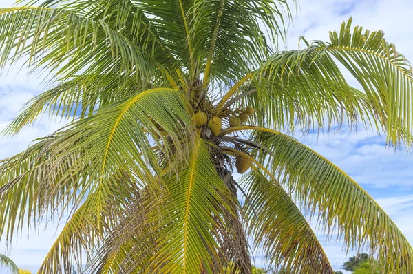 Stora gula kokosnötter hänga på en Palm mot en blå himmel, th — Stockfoto