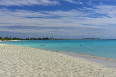 Palmiye ağaçları ile egzotik bir plajda manzara