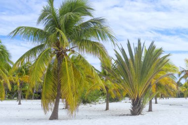 Dünya, güneş ve kum deniz kenarında palmiye ağaçları ile göksel yer
