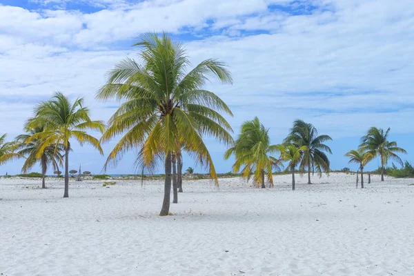 Liggande på en exotisk strand med palmer — Stockfoto
