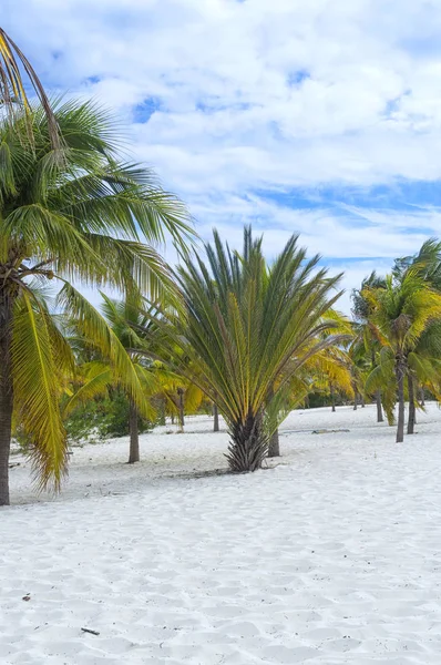 Paraíso terrenal, palmeras, sol y arena cerca del mar — Foto de Stock