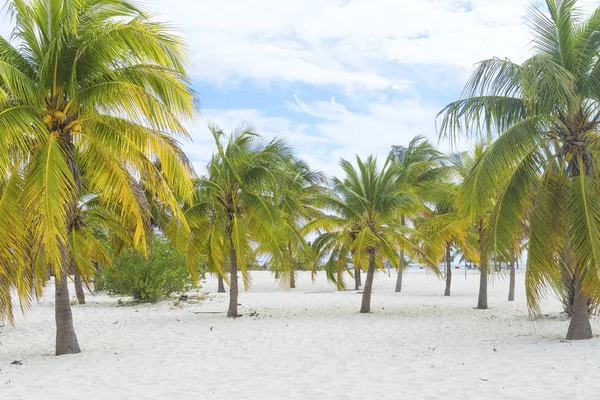 Paraíso terrenal, palmeras, sol y arena cerca del mar — Foto de Stock
