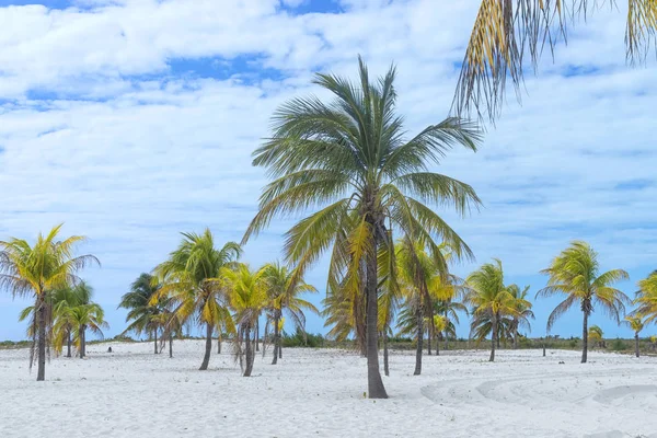 Pozemský ráj, palm stromy slunce a písku v blízkosti moře — Stock fotografie