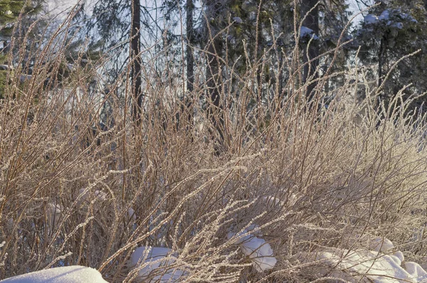 Coberto com arbustos de salgueiro iluminado pelo sol da manhã de inverno — Fotografia de Stock
