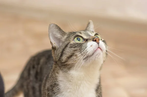 Gato gris con tiras oscuras, mirando de cerca — Foto de Stock