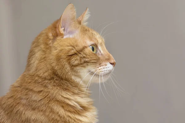 Vista lateral de gato rojo esponjoso en primer plano de perfil — Foto de Stock