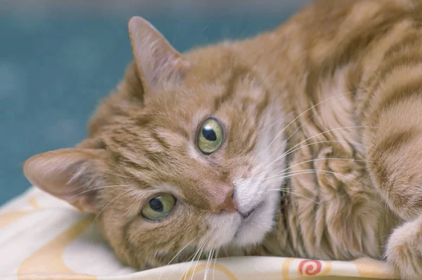 Пушистый красный кот с большими зелеными глазами крупным планом — стоковое фото