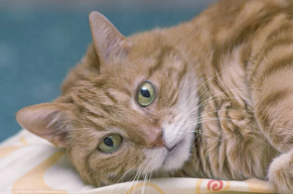 Fluffy gato rojo con grandes ojos verdes primer plano — Foto de Stock