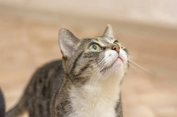 Gato gris con tiras oscuras, mirando de cerca Fotos De Stock Sin Royalties Gratis