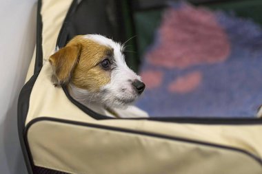 Küçük bir köpek yavrusu taşıma çantadan görünüyor