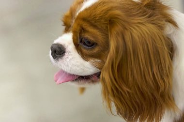 Düşüncesiz kral şarlatan İspanyol Idog kafa pembe dilini çıkarmış