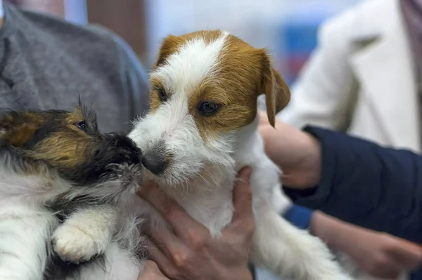 TTwo Terriers se sientan en sus manos y se huelen mutuamente — Foto de Stock