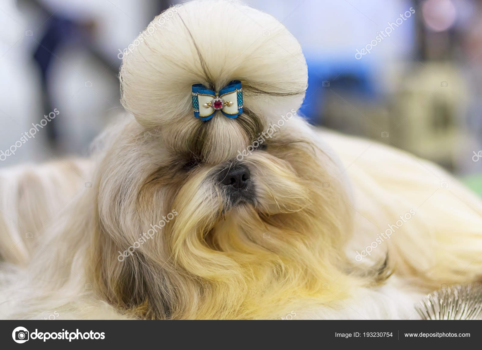 Cane Maltese Lap è Un Piccolo Cane Decorativo Con Un Bel Mantello