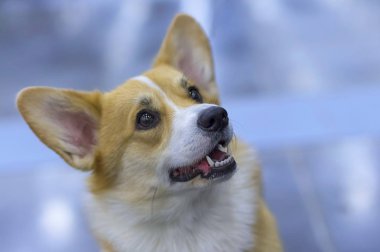 Galce Corgi kısa pençeleri yakın çekim ile küçük bir köpektir