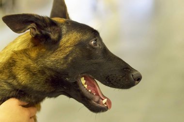 Bir sokak köpeği, bir ana yemek ve aşk yaka, lif yokluğu