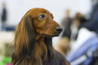 Hüzünlü gözleri yakın çekim ile tipik Dachshund