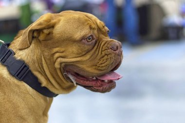 Bulldogs namlu ile bir açık ağız ve tükürük ağız