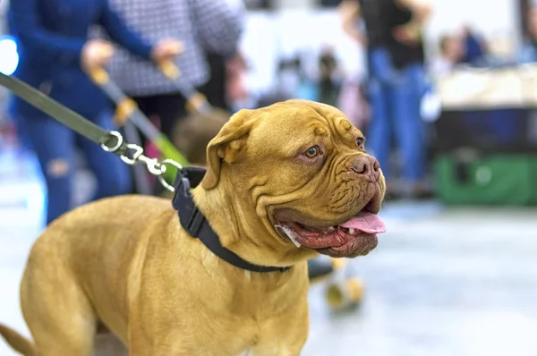 Inglés Bulldog Dog with short hair Close-up — Foto de Stock