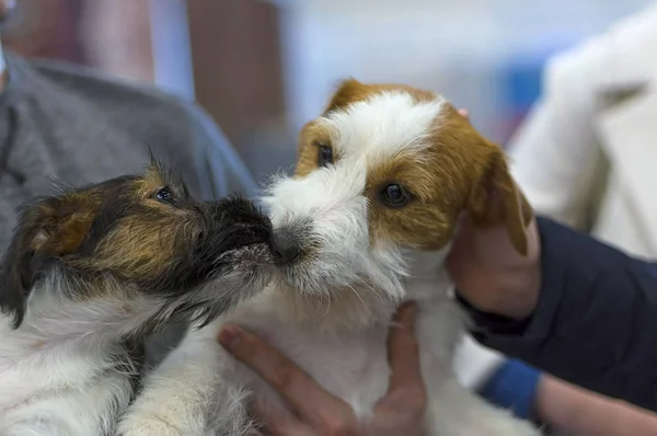 Dos pequeños Terriers olfateándose. — Foto de Stock