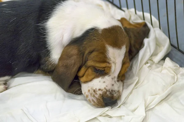 An ill dog with sad eyes lies on a white litter close-up