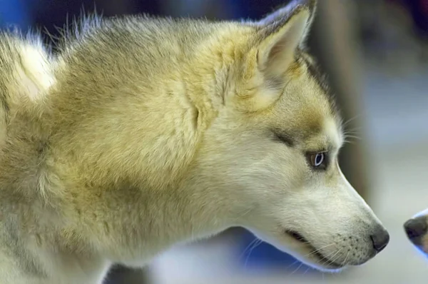 Cão Husky siberiano com olhos azuis e cabelo denso — Fotografia de Stock