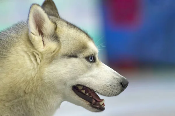 Siberian Husky pies z niebieskimi oczami i gęstych włosów — Zdjęcie stockowe