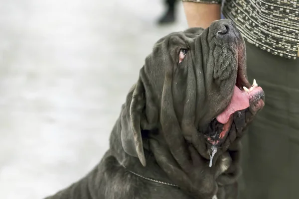 Napolitana Mastino un perro enorme con un carácter tranquilo Primer plano — Foto de Stock