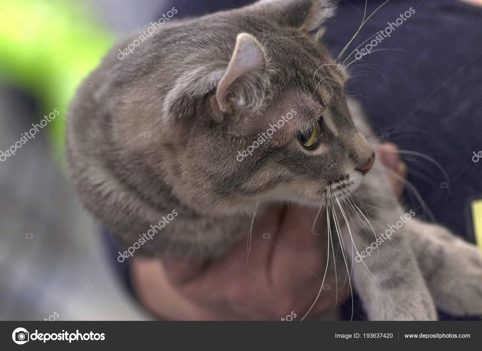 Graue Katze Liegt Auf Der Hand Nahaufnahme Stockfoto