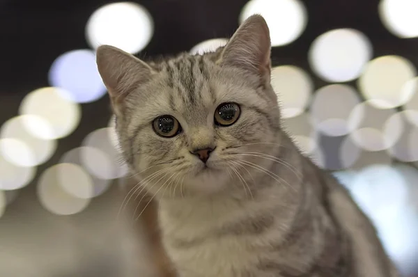 Kleines flauschiges graues Kätzchen schaut in die Kamera aus nächster Nähe — Stockfoto