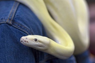 Beyaz kot arka plan, sarı python ile yakın çekim