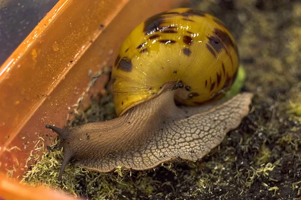 O caracol carrega sua pequena casa nas costas, muito lentamente craw — Fotografia de Stock