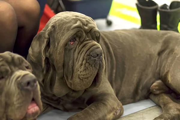 Neapolitana Mastino величезний собака з спокійним характером Закри — стокове фото