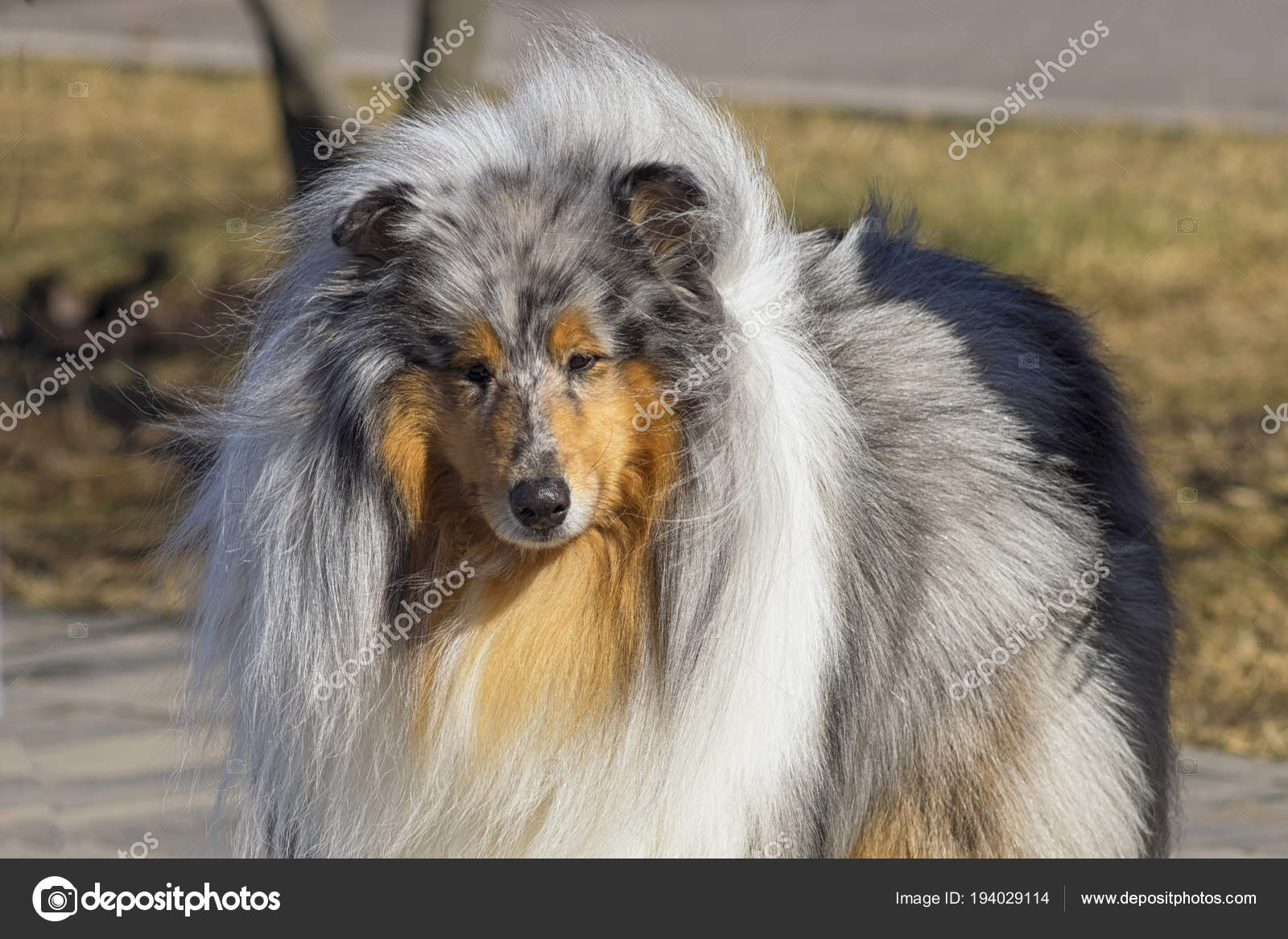 The Worlds Best Photos Of Chien And Colley Flickr Hive Mind