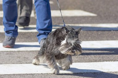 Köpek yolun karşısında bir yaya geçidi aktarılır 