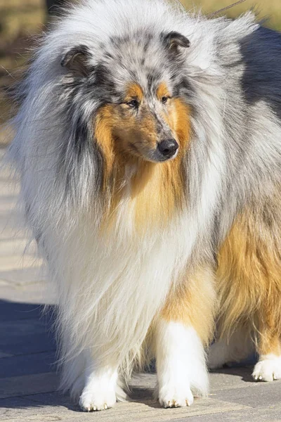 Collie Dog com cabelos longos e macios e um focinho pontiagudo Close-up — Fotografia de Stock