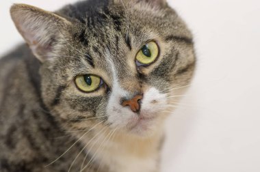 Karanlık şeritler ile gri kedi görünüyor kameraya ile büyük yeşil göz