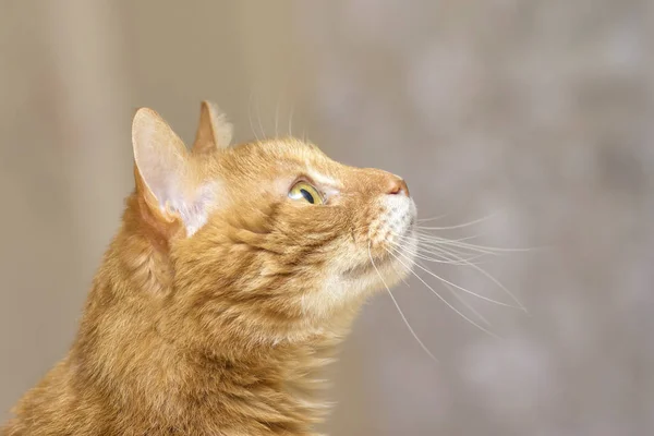 Пушистый красный кот вид сбоку в профиль крупным планом — стоковое фото