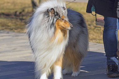 Collie köpek uzun kabarık saçlı ve sivri ağızlık yakın çekim