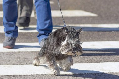 Köpek yolun karşısında bir yaya geçidi aktarılır 